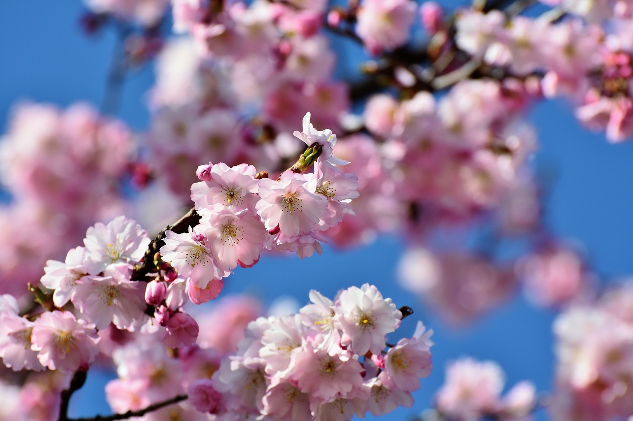 花花花花